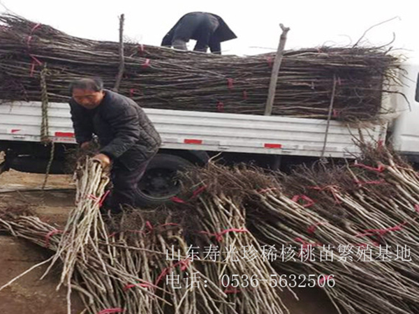 核桃苗发货
