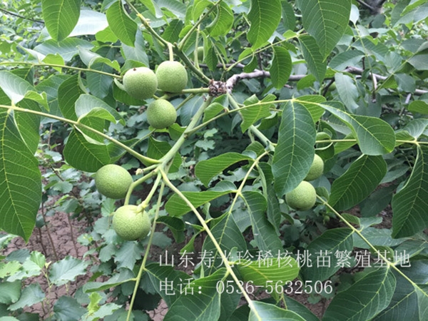 鲁林核桃苗