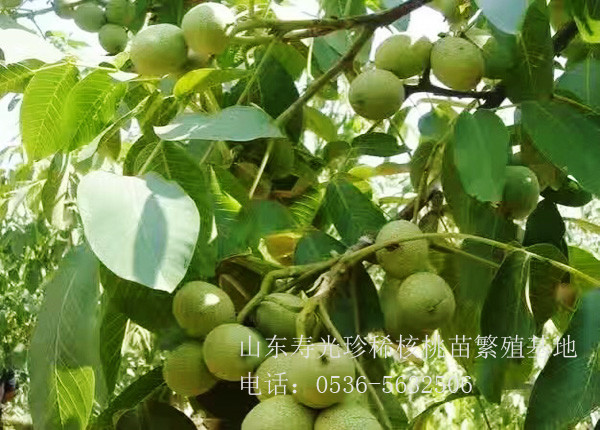 核丰幼苗