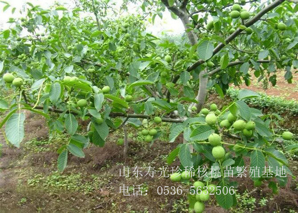 核丰幼苗